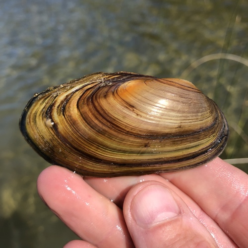 Lake Floater