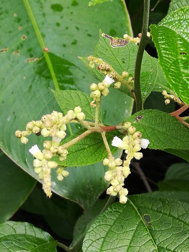 Cordia spinescens