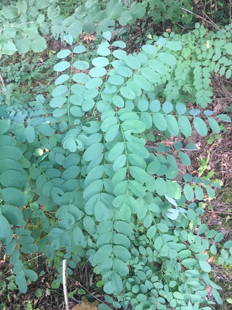 Locust Trees from 11390 NW Skyline Blvd, Portland, OR, US on August 22 ...