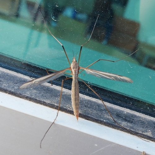 Unknown species found near Boise State University District, Boise, ID, USA
