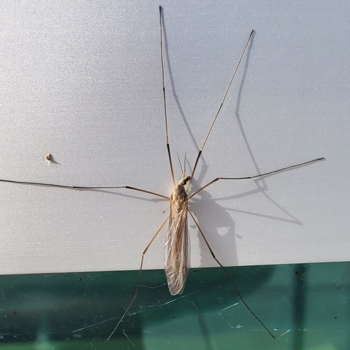 Unknown species found near Boise State University District, Boise, ID, USA