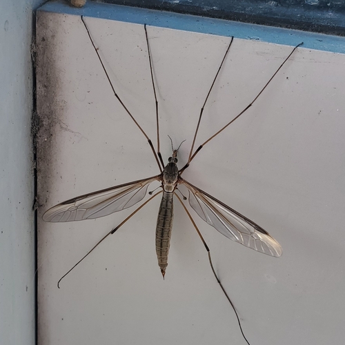 Unknown species found near Boise State University District, Boise, ID, USA