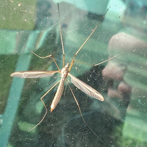 Unknown species found near Boise State University District, Boise, ID, USA