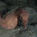 Observation photo
