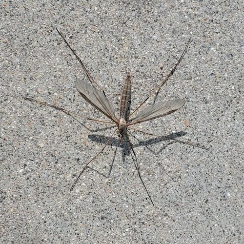 Unknown species found near Boise, ID 83725, USA