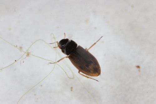 Helophorus griseus
