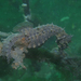 Observation photo