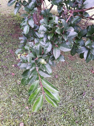 Psidium friedrichsthalianum - Whole tree