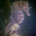 Observation photo