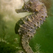 Observation photo