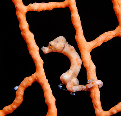 Denise's Pygmy Seahorse