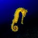 Jayakar's Seahorse - Photo (c) seahorses_of_the_world, all rights reserved, uploaded by seahorses_of_the_world