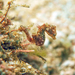 Caballito de Mar Pigmeo Sudafricano - Photo (c) seahorses_of_the_world, todos los derechos reservados, subido por seahorses_of_the_world