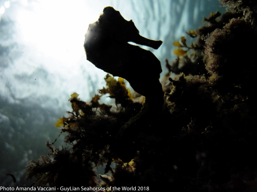 Longsnout seahorse