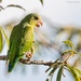 Cobalt-winged Parakeet - Photo (c) tipudiego, all rights reserved