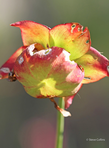 white pitcher plant