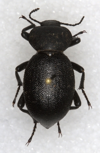 iNaturalist observation photo of Eleodes scabricula