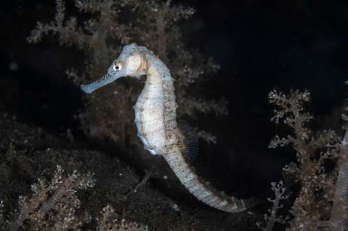 Three-spot Seahorse - Photo (c) seahorses_of_the_world, all rights reserved, uploaded by seahorses_of_the_world