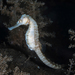 Hippocampus trimaculatus - Photo (c) seahorses_of_the_world, kaikki oikeudet pidätetään, lähettänyt seahorses_of_the_world