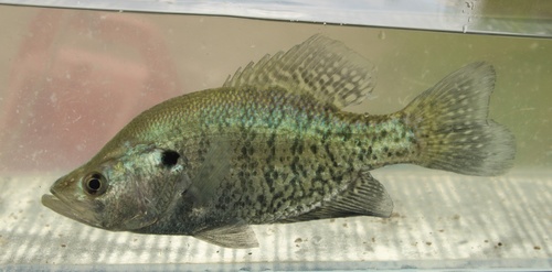 White Crappie