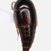 Coproporus ventriculus - Photo (c) Will Chatfield-Taylor, all rights reserved, uploaded by Will Chatfield-Taylor