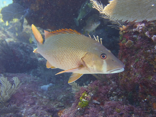 Dog Snapper