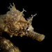 Observation photo
