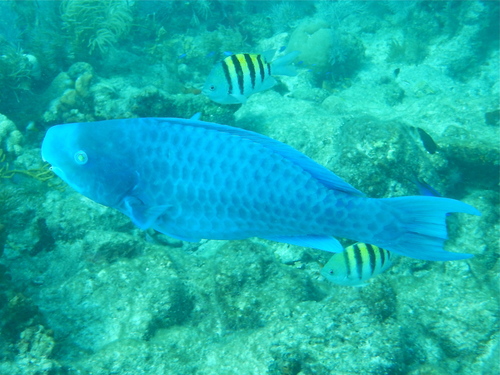 Blue Parrotfish