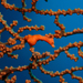 Observation photo