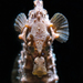 Observation photo