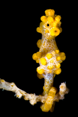 Pygmy Seahorse