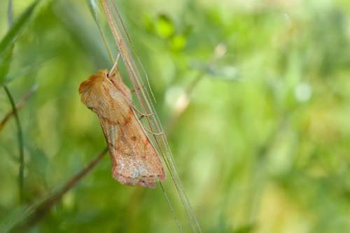 Zosteropoda hirtipes Grote, 1874