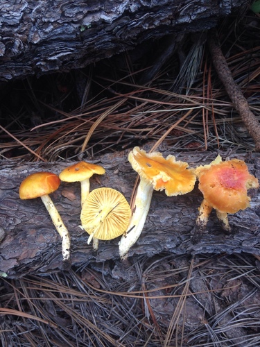 Coppery Waxcap