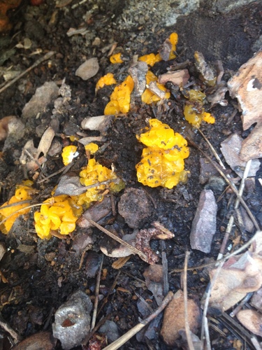 Dacrymyces dictyosporus