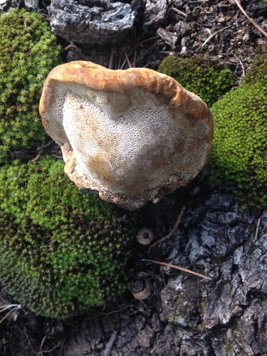 Inocutis dryophila