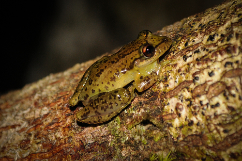 Igrapiúna Snouted Tree Frog