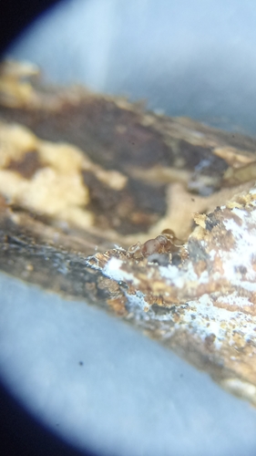 Discothyrea sexarticulataDiscothyrea sexarticulata