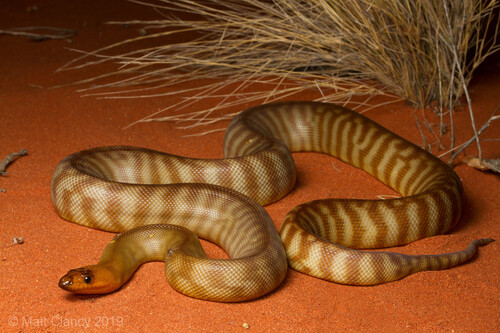 Woma Python sighting