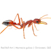 Gulosa-group Bull Ants - Photo (c) Lily Kumpe, all rights reserved, uploaded by Lily Kumpe