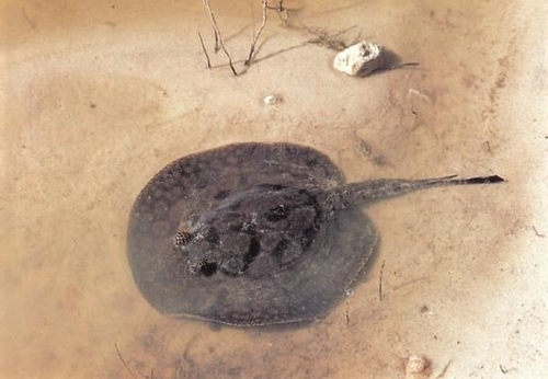 Potamotrygon hystrix