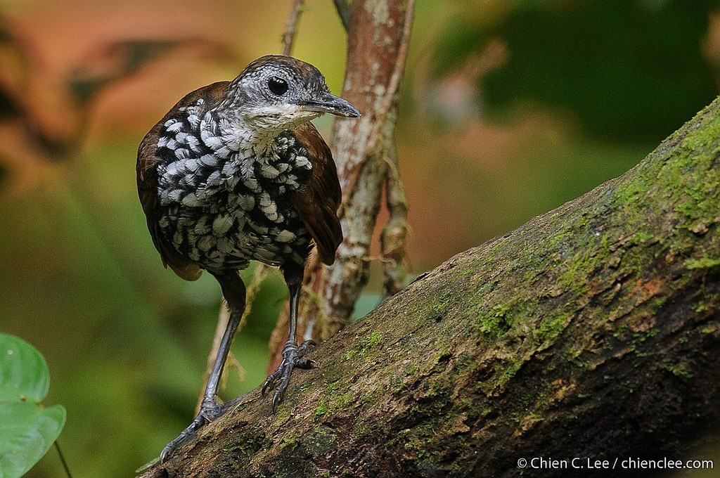 Bornean Wren-Babbler photo