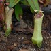 Nepenthes danseri - Photo (c) Chien Lee, all rights reserved, uploaded by Chien Lee