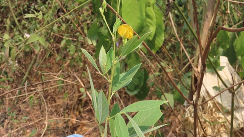 Pigeon Pea