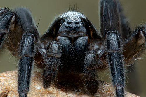 Bear Spiders