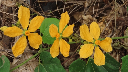 Cogniauxia podolaena