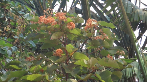 Dombeya ledermannii