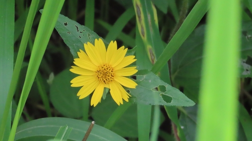 Aspilia mossambicensis