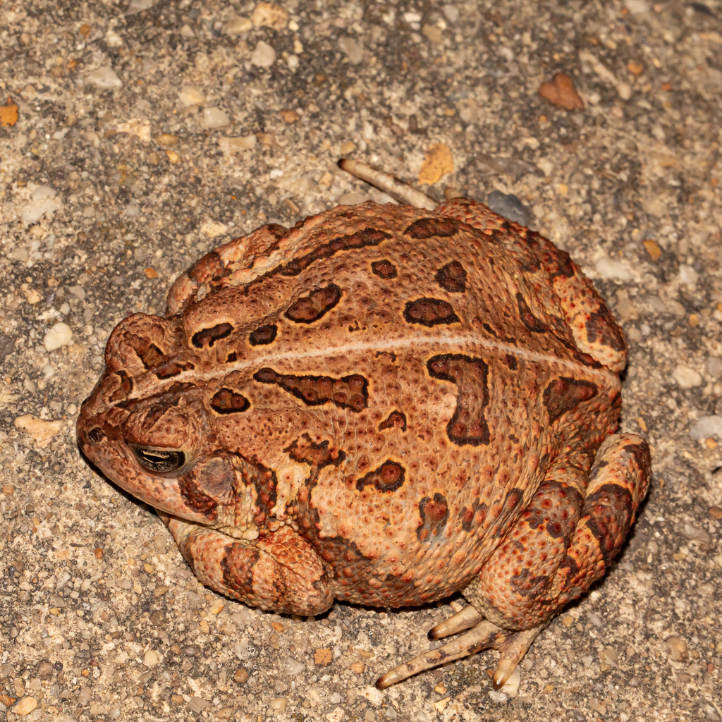 Fowler's Toad from Anne Arundel County, MD, USA on May 2, 2025 at 12:22 ...