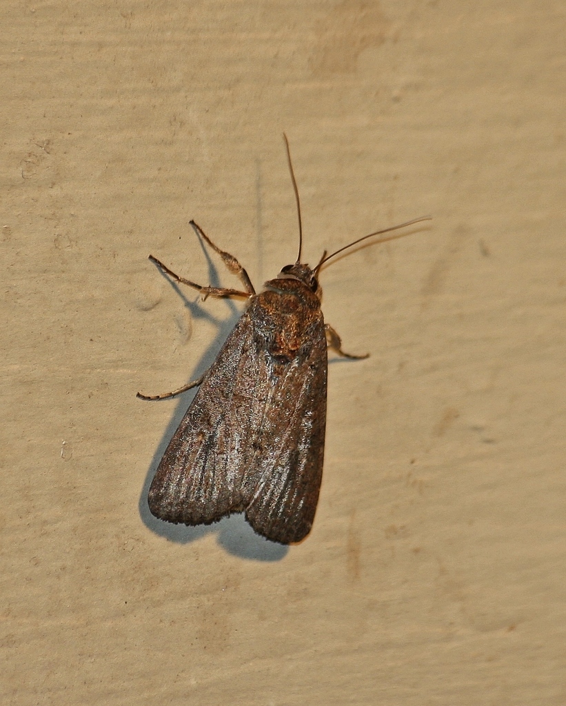 Fall Armyworm Moth from Uvalde, Texas, United States on September 23 ...