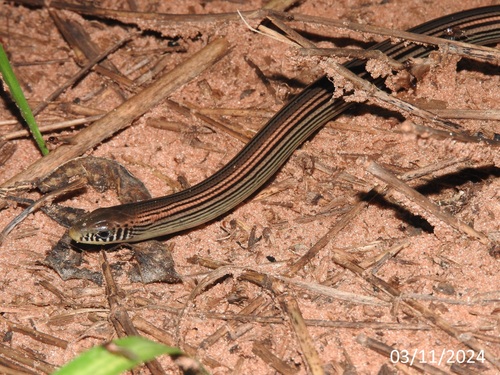 Yacupoi Worm Lizard